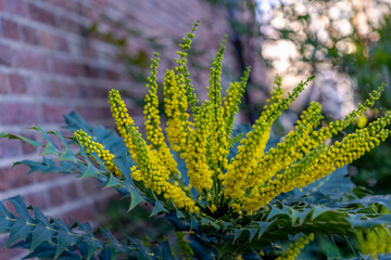 Sticker - Selective focus of yellow flowers with bricks wall, Mahonia japonica is a species of flowering plant in the family Berberidaceae, Berberis japonica in the garden with green leaves, Natural background.