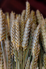 Wall Mural - Selective focus bouquets of golden ears of rye grain, Harvested of dried Triticum display in flower market, Wheat is a grass widely cultivated for its seed, Home decoration, Nature floral background.