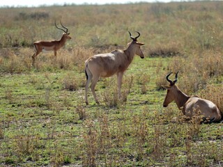 Wall Mural - Group of antelopes relaxing in the african savanna
