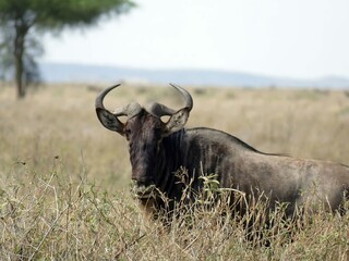 Wall Mural - Wildebeest standing in tall grass on the savannah
