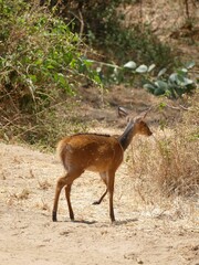 Wall Mural - Bushbuck walking on dirt path in african savannah