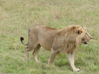 Wall Mural - Male lion walking in the african savanna grassland