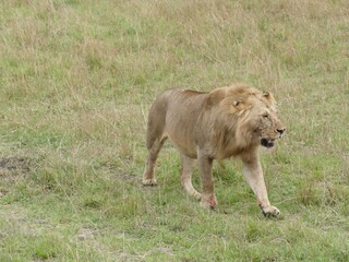 Wall Mural - Male lion walking in african savanna grassland