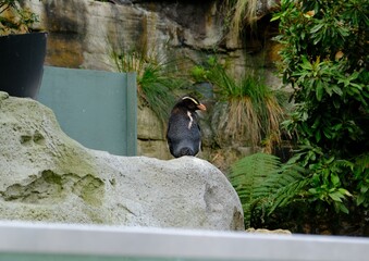 penguin on the rocks