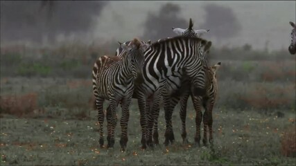Wall Mural - beautiful view of wild zebras