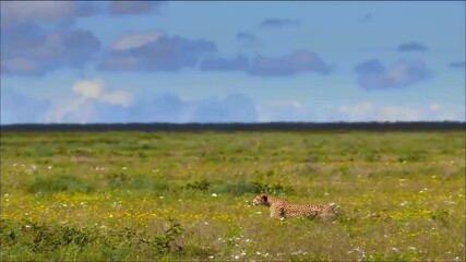 Wall Mural - cheetah in stealth jogging towards prey 4k