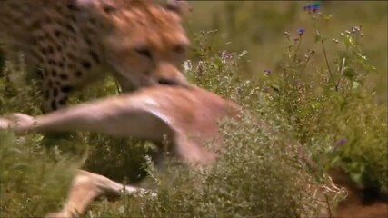 Wall Mural - cheetah picks up prey and pulls it