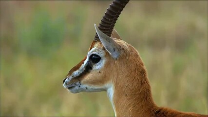 Wall Mural - close up of young gazelle 4k