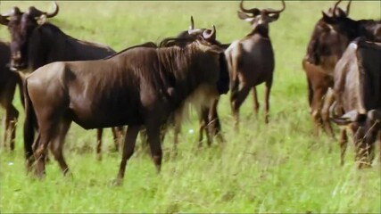 Wall Mural - close up view of wild wildebeest