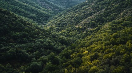 Wall Mural - Aerial view of lush green forest valley with sun shining through canopy. Nature, environment, and tranquility.