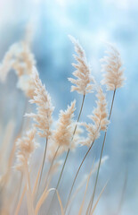  Frosty Reeds in Winter