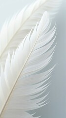 Poster - A close up of white feathers