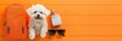 © patpongstock - pet travel  vacation  road trip concept. A cute white dog sits beside an orange backpack, sunglasses, and a small bottle on a bright orange wooden surface.