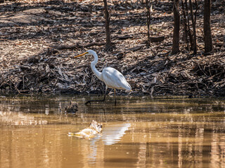 Wall Mural - White Heron Walks In Shallows