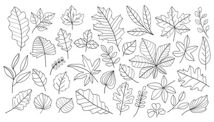 Wall Mural - hand drawn autumn leaves outline from different trees, oak, maple, chestnut. leaf line art collectio