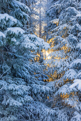 Wall Mural - Snowy spruce branches in a forest in the winter with sunshine through the branches