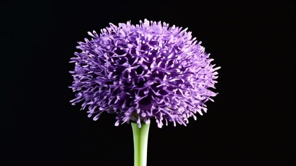 Wall Mural - flower blooming bud full bloom captured side view up close detailed perspective decorative garlic time-lapse blossom timelapse plant nature growing opening floral black background botany closeup
