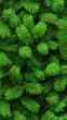 © BrandwayArt - Fresh green pine tree branches filling the frame in summer sunlight