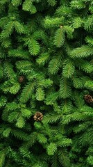 Wall Mural - Fresh evergreen tree branches adorned with pine cones in natural setting