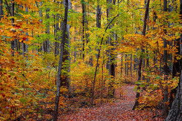 Wall Mural - Scenic view of Maybury state park in Novi, Michigan during autumn time.