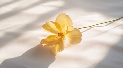 Sticker - 49.A single yellow flower captured in the glow of sunlight, casting delicate shadows on a clean white surface. The scene conveys a sense of calm and simplicity, with the soft light enhancing the