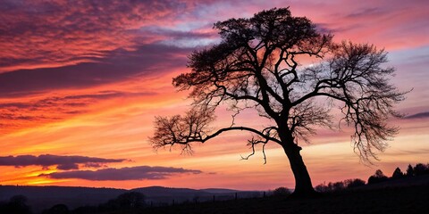 Poster - Majestic Silhouette of a Tree Against a Vibrant Sunset Sky: A Stunning Capture of Nature's Beauty for Your Collection