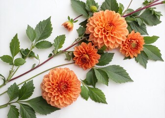 Wall Mural - Panoramic Floral Arrangement of Vibrant Orange Dahlias Surrounded by Lush Green Leaves on a Crisp White Background, Perfect for Home Decor and Nature Lovers