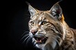 © Far - Close-up of wild bobcat lynx lower jaw isolated on black background