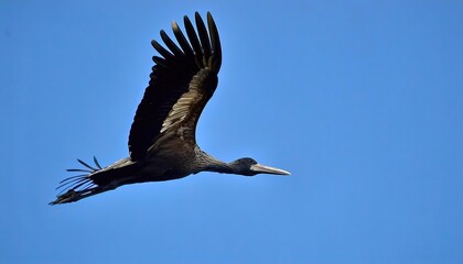 Wall Mural - African openbill - Anastomus lamelligerus - are large, long legged, long necked wading birds with long, stout bills.  they use soaring, gliding flight, which conserves energy