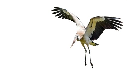 Wall Mural - Asian openbill stork - Anastomus oscitans - are large, long legged, long necked wading birds with long, stout bills.  they use soaring, gliding flight, which conserves energy