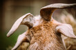 © M.Dörr & M.Frommherz - Closeup head and horn of a brown goat backview