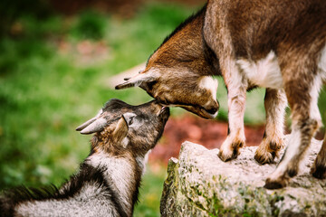 Social behaviour, two goats licking and kissing