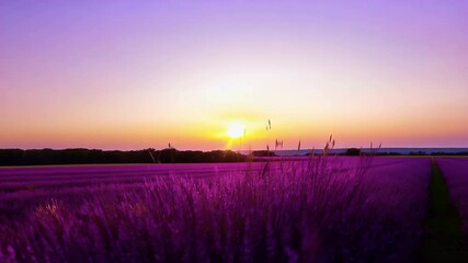 Wall Mural - painted rich hues pink capturing tranquility beauty nature picturesque 4K scene sunrise violet plant spring flower background summer garden blossom bloom beautiful flora floral field colours natural