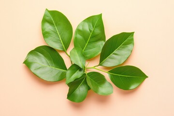 Poster - A colorful plant with vibrant green leaves on a bright pink background