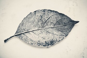 Poster - A single leaf on a table, great for still life photography or nature-inspired designs