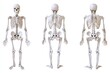 © Ева Поликарпова - A collection of human skeletal views from different angles