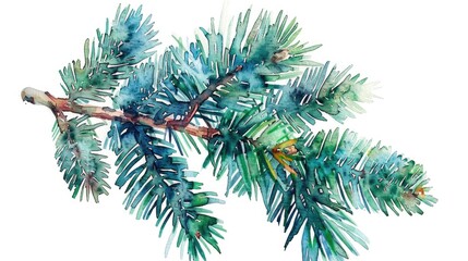 Poster - Watercolor illustration of a pine tree branch with needles and twigs