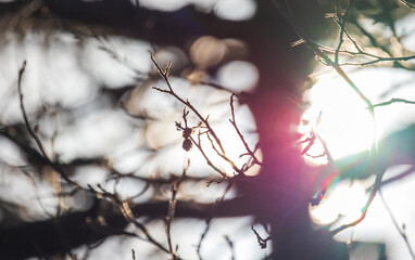 Wall Mural - alder tree branches are in bright sunlight, close up photo