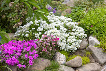 Wall Mural - Beautiful colorful spring rock garden, blooming flowers