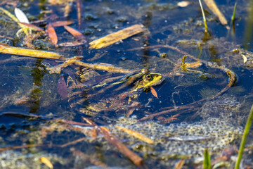 toads, frogs mate in a pond, river, lake. mating season for frogs. the sun's rays illuminate beautif