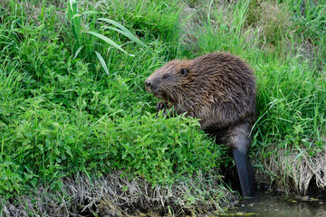eurasian beaver, castor fiber in tall grass with nettle at dusk