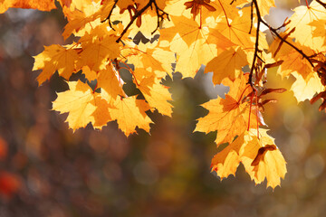 Wall Mural - Yellow autumn leaves and black trunks against a blue sky.