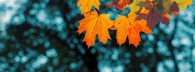 Wall Mural -  Red autumn leaves and black trunks against a blue sky.