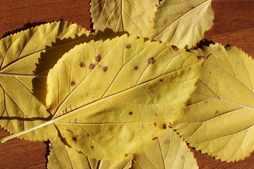 Wall Mural - yellow mulberry leaves on wooden table