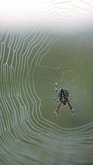 Spider in wet spider web at windy morning.  Vertical video.