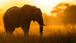 © Wirestock - African elephant (Loxodonta) standing in the savannas, with a warm sunset scene in the background