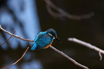 Wall Mural - Common kingfisher