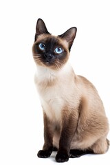 Sticker - Siamese cat close up