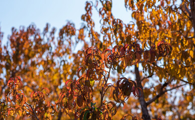 Wall Mural - Golden leaves shimmer in the light of the fading autumn sun, painting a tranquil orchard landscape with a tapestry of rich reds, oranges, and yellows, in peaceful a countryside.