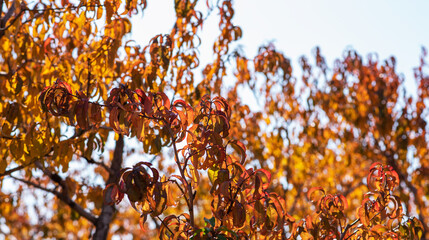 Wall Mural - Golden leaves shimmer in the light of the fading autumn sun, painting a tranquil orchard landscape with a tapestry of rich reds, oranges, and yellows, in peaceful a countryside.